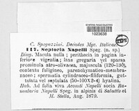 Septoria napelli image